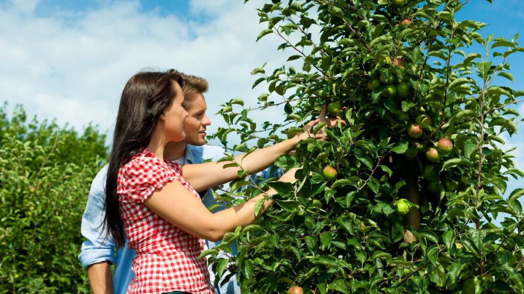 Fruit Picking man and woman picking apples