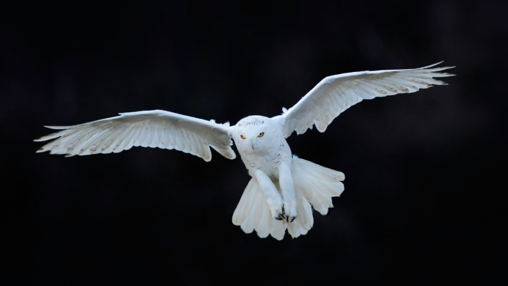 White owl flying