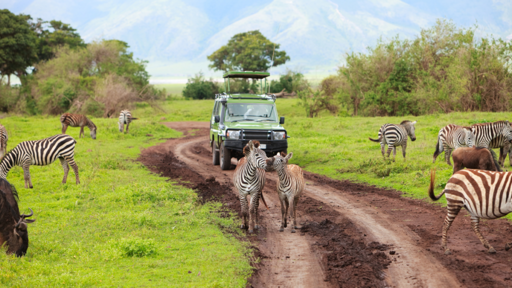 african safari 