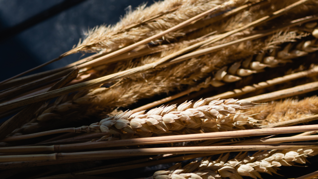 barley on dark background