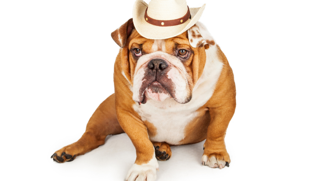 bulldog wearing a hat