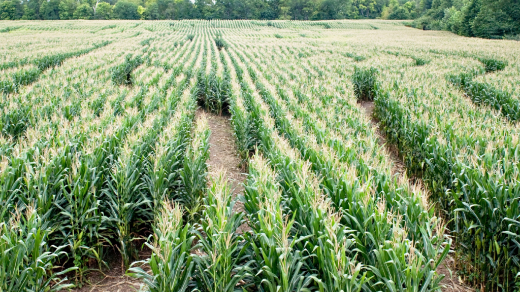 corn maze