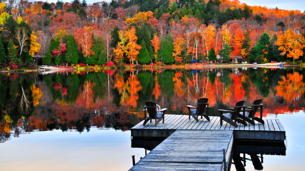 fall trees