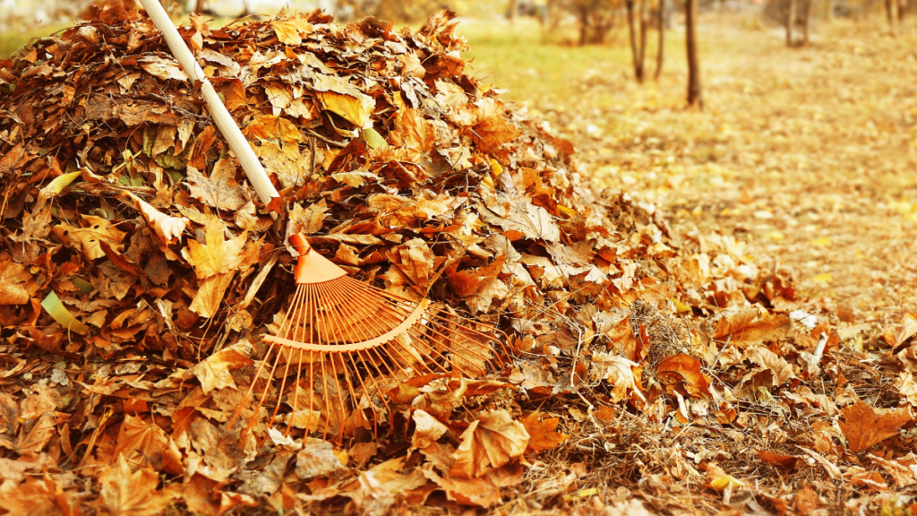 leaf pile