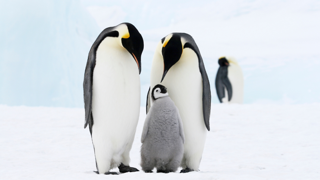 penguin family