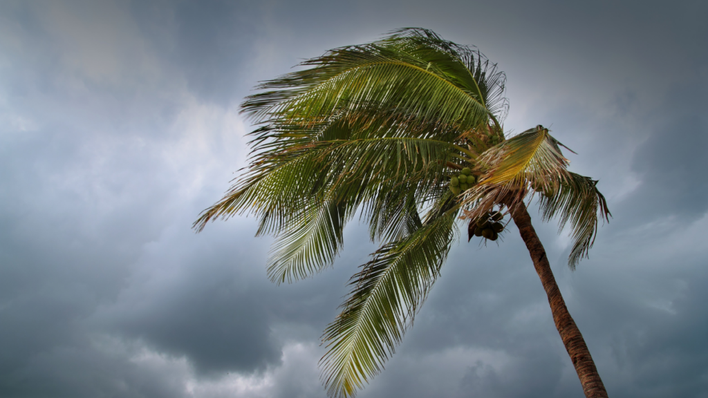 tree blowing in the wind of a storm